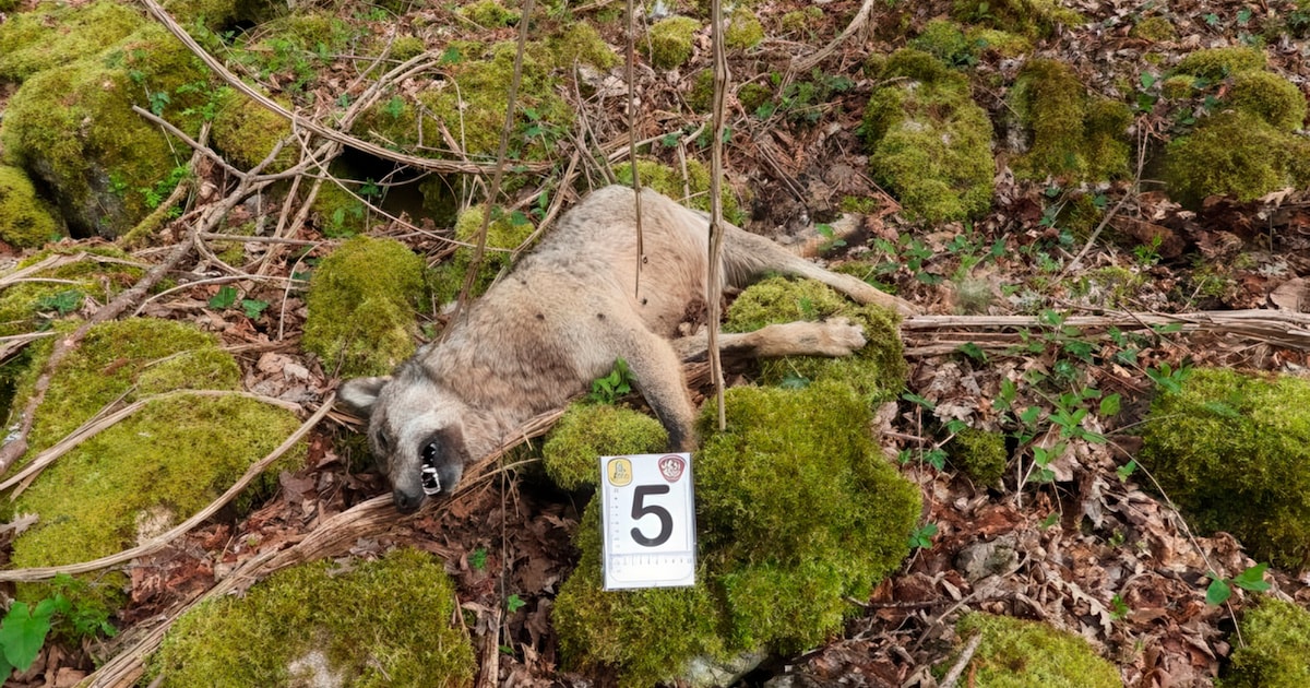 Achttien dode wolven gevonden in Italiaans nationaal park, mogelijk vergiftigd