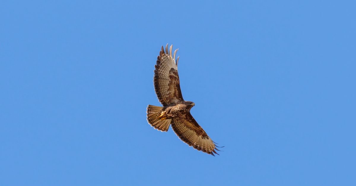 Topweekend voor vogelspotters: duizenden buizerds vliegen over België richting Zuid-Europa