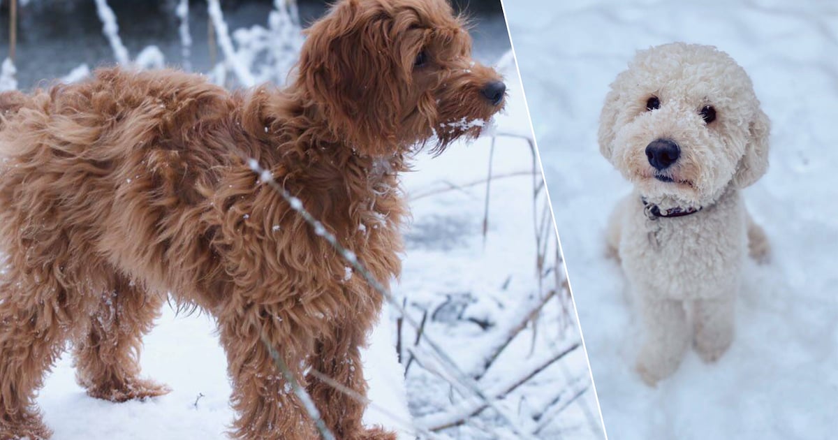 KIJK. Deze Limburgse viervoeters genieten ook van de sneeuw