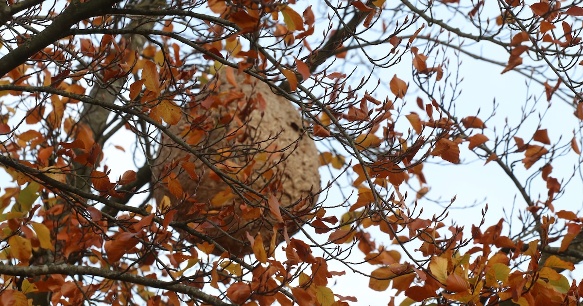 Oud-Turnhout roept vrijwilligers op voor strijd tegen Aziatische hoornaar