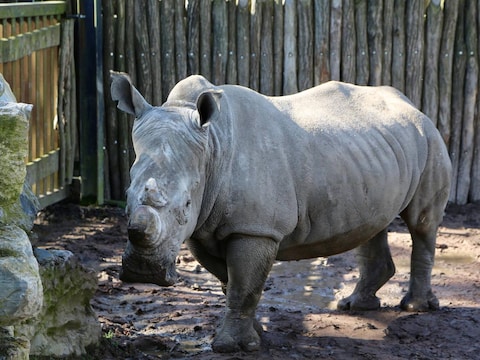 Bij neushoorn 'Sethemba' is de ingreep reeds uitgevoerd.