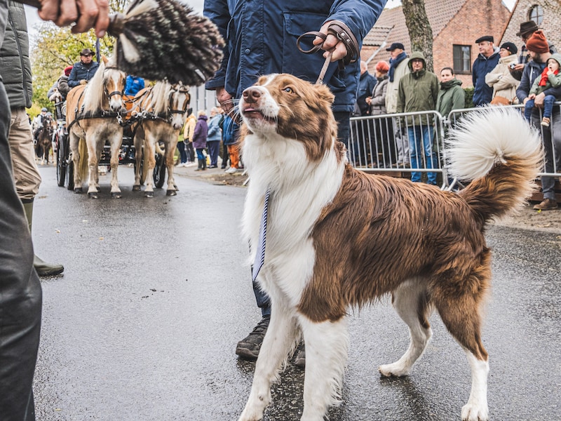 Illustratiebeeld - Op 11 november zijn zowel paarden als andere huisdieren welkom voor de dierenwijding bij LRV Schilde.