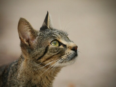 (archieffoto)