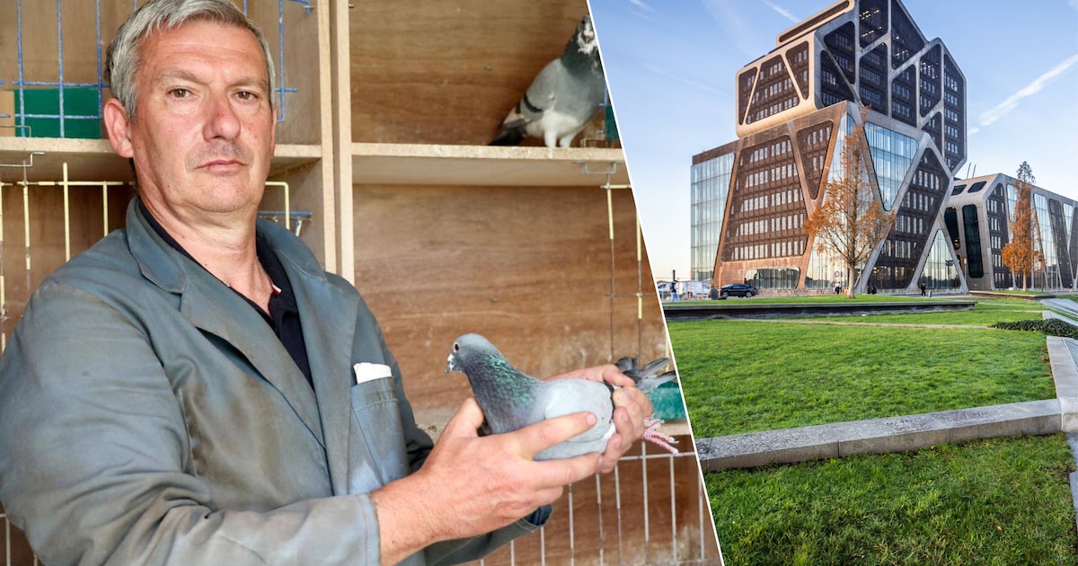 “Laat mijn duif los, zelfs vanuit Roemenië vindt ze de weg naar huis”: duivenliefhebber Luc spreekt 
