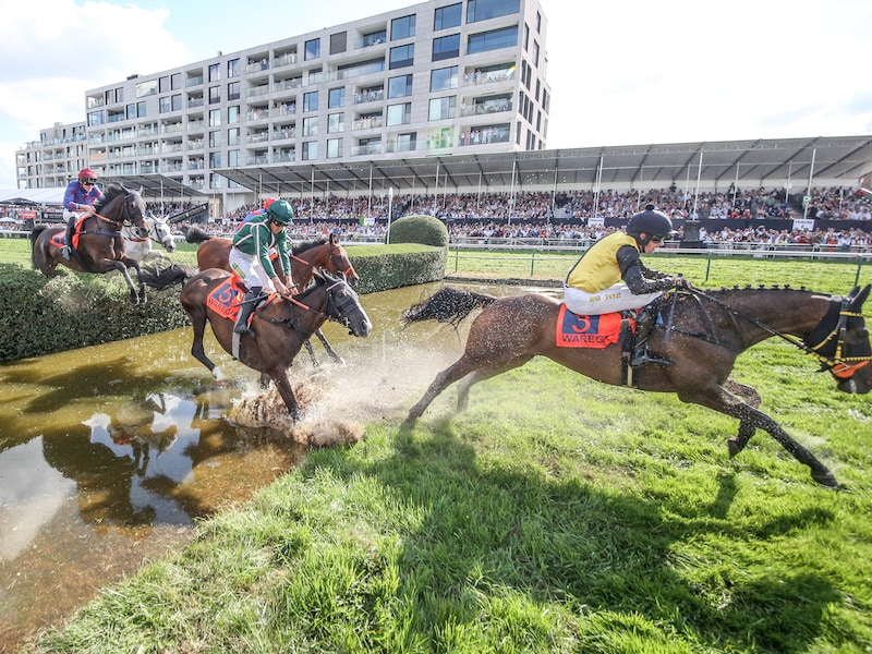 Eén paard loopt verstuiking op tijdens Waregem Koerse, GAIA reageert meteen kritisch: “Lot van het paard hangt af van goodwill van eigenaar”