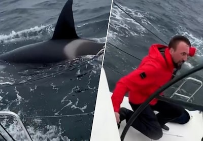 KIJK. Zeilers beleven angstige momenten wanneer orka’s minutenlang tegen boot beuken voor Spaanse kust