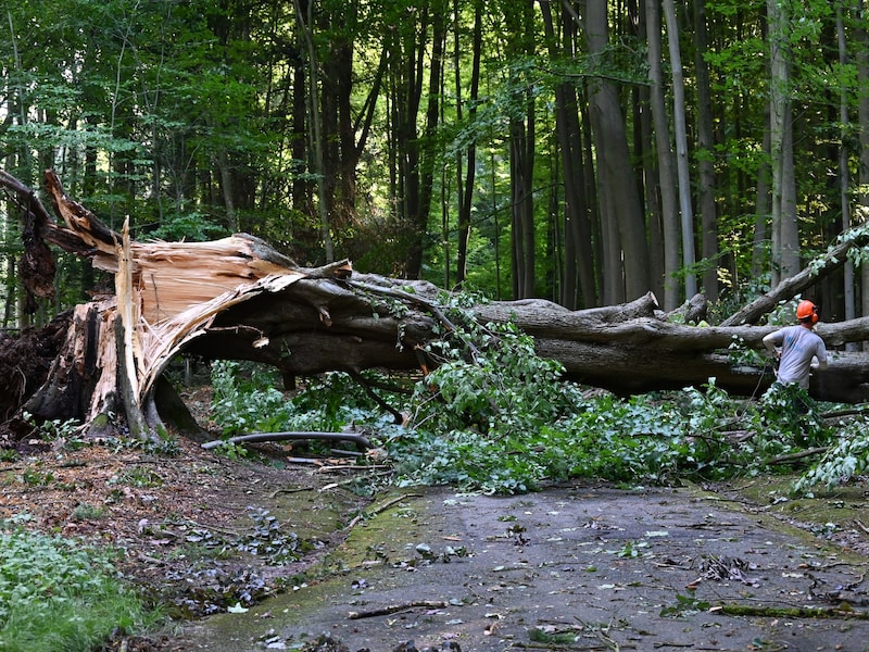 Een archiefbeeld van stormschade in het Provinciedomein Huizingen van 2024.