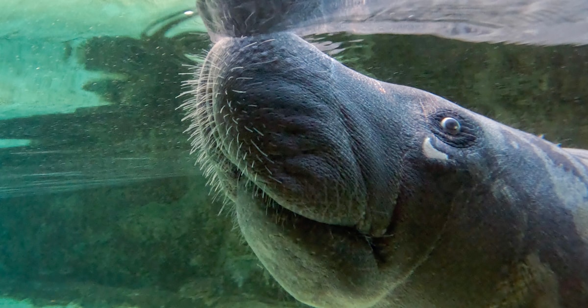 Twee jonge zeekoeien aangekomen in Pairi Daiza: “Hopelijk raken ze de harten van onze bezoekers”