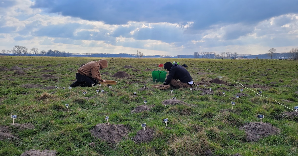 Geen graafmachines, wel mollen: UGent ontdekt 13de-eeuws poortgebouw in ...