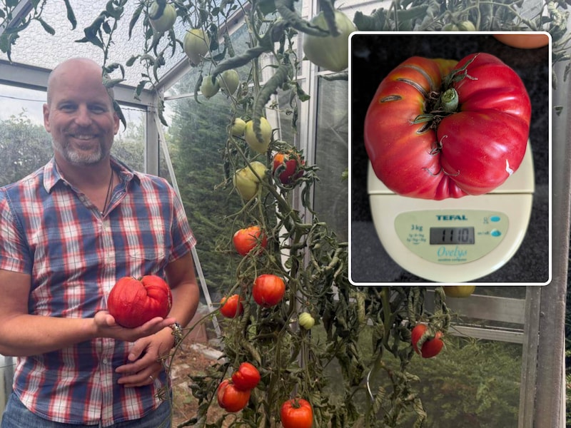 Olivier (48) uit Liedekerke kweekt reuzentomaat van 1,11 kilo: “Net wanneer we beslissen om te trouwen. Symbolisch toch?”