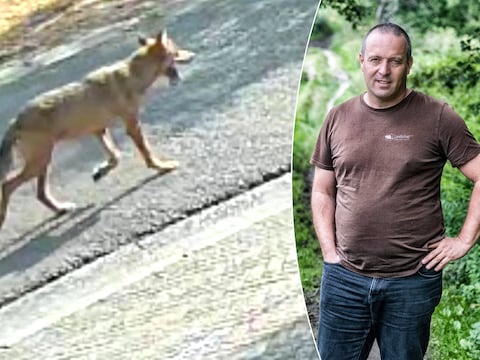 Een wolf loopt door de Wilgendreef in Kalmthout. Wolvenexpert Jan Loos kan niet bevestigen of het om wolvin Emma gaat.