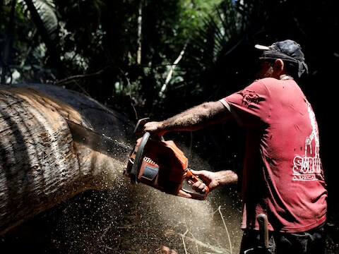 Een man zaagt een boom in stukken in de Amazone in Brazilië.