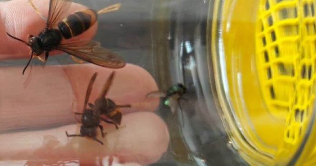 Kortemark vangt met lokdozen koninginnen van Aziatische hoornaar en jij kan helpen