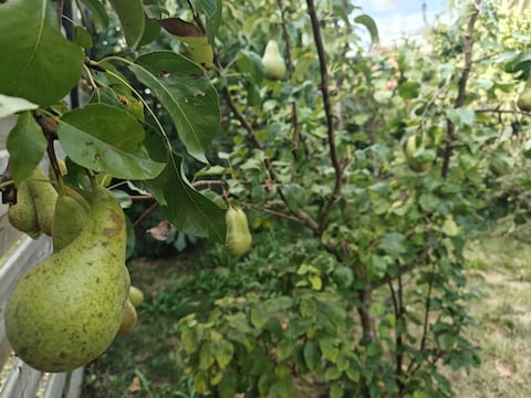 Nieuwe inwoners van Schilde kunnen kiezen tussen een walnotenboom en een perenboom als welkomstgeschenk van de gemeente.