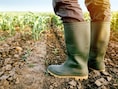 Gratis documentaire ‘Eat More Trees’ over regeneratieve landbouw