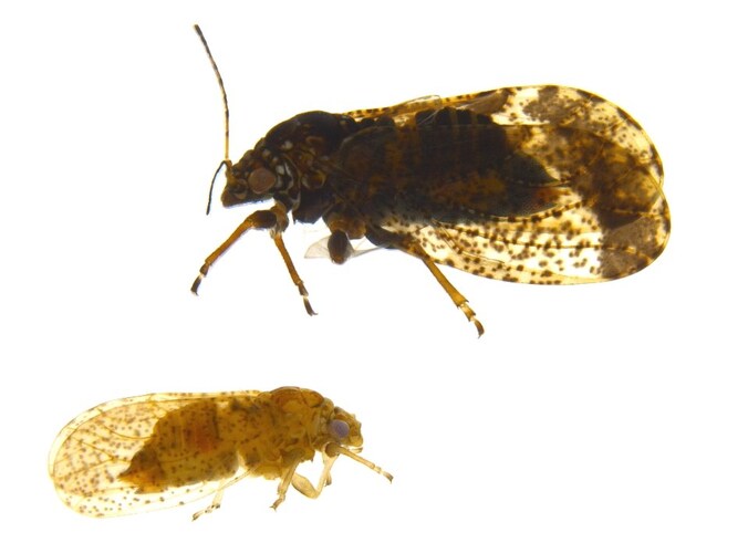 Insect in Nieuw-Zeeland vernoemd naar 