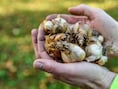 Willebroek plant 100.000 bloembollen voor kleurrijk voorjaar: “Jaar na jaar alleen maar meer bloemen”
