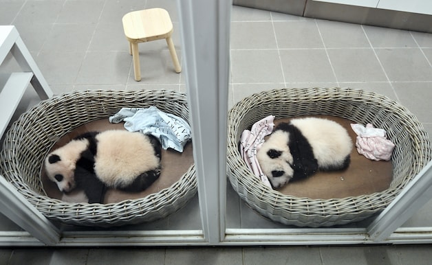 De twee babypanda’s van Pairi Daiza, die vorige week donderdag 100 dagen oud waren.
