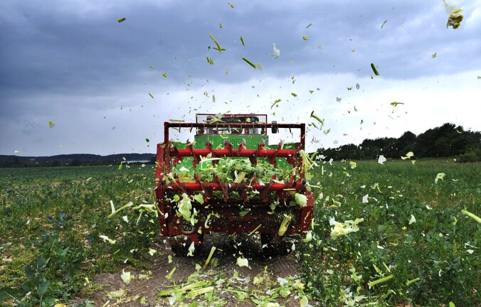 Een boer in het Duitse Ronneberg verhakselt zijn sla, die net als tomaten en komkommers zo goed als onverkoopbaar zijn geworden in Duitsland.