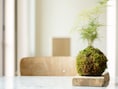 Geen bloempot nodig: maak je eigen Japanse plantenkunst in Aartselaar