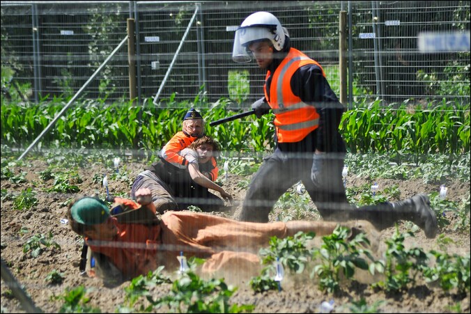 Activisten vernielden in het voorjaar het ggo-aardappelveld in Wetteren. De maïsproef wordt beter beveiligd.