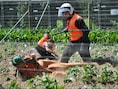 Vorig jaar vernielden actievoerders van het FLM een veld met genetisch gemodifieerde ggo-aardappelen in Wetteren.