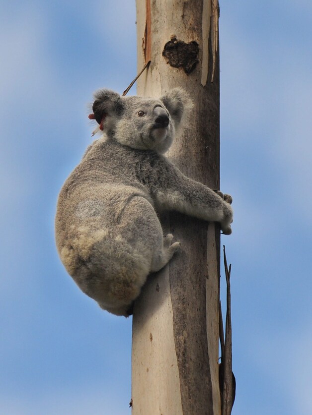 Een koala in Brisbane, Australië.
