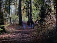 Vlaanderen Wandelt strijkt neer in Leuven: duizenden wandelaars ontdekken groene omgeving