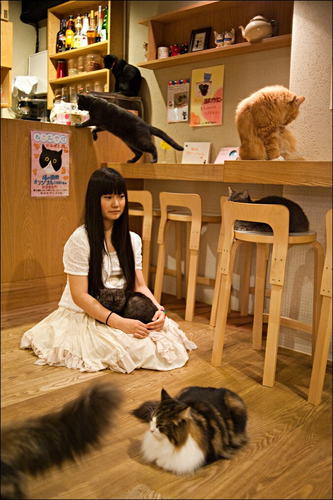 In de Japanse stad Osaka zijn al meer dan tien kattencafés waar klanten betalen om van het spinnende gezelschap te genieten.
