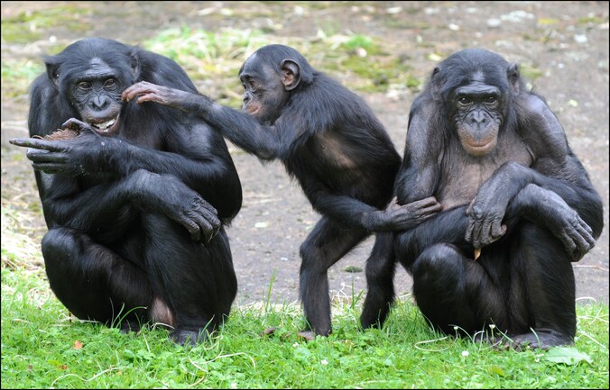 Bonobo's in de dierentuin Planckendael.