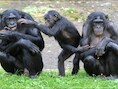 Bonobo's in de dierentuin Planckendael.