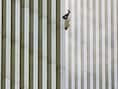 Iconische foto exact 16 jaar oud maar 'Falling Man' nog altijd niet geïdentificeerd