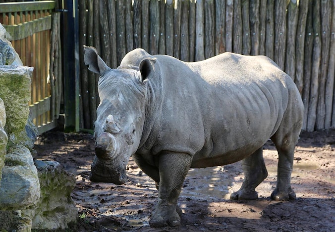 Bij neushoorn 'Sethemba' is de ingreep reeds uitgevoerd.
