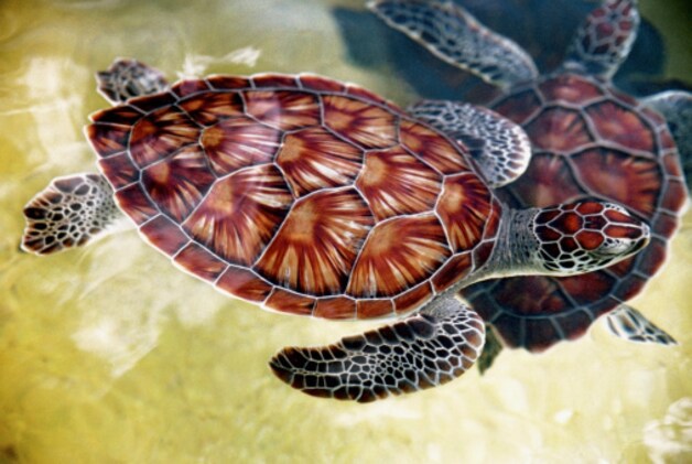 Zeeschildpadden gaven de eilanden hun oorspronkelijke naam Las Tortugas.