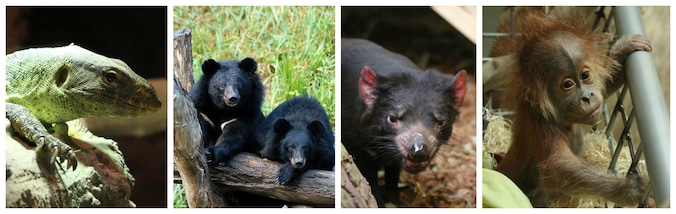 Drie nieuwe zwarte beren, twee Tasmaanse duivels en een familie orang-oetans: de nieuwkomers in Pairi Daiza.