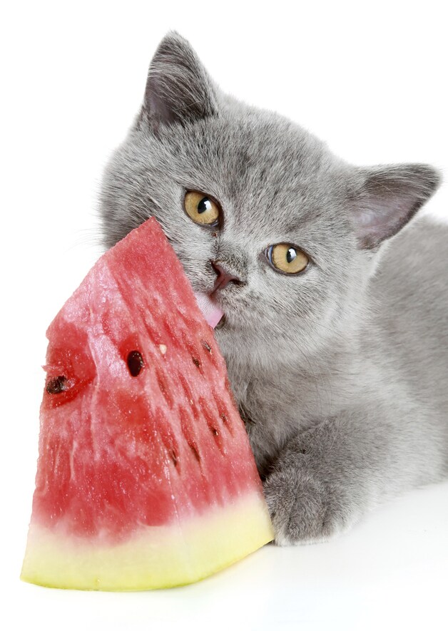 Watermeloen is een verfrissend hapje voor honden en katten... als ze het lusten natuurlijk.