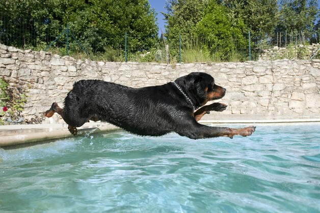 Een plons in het zwembad kan je hond instant verkoeling bieden.