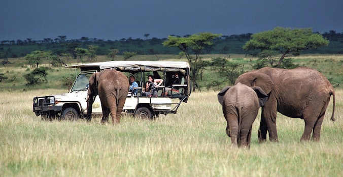 In het wildreservaat Masai Mara naderen de olifanten tot op oogafstand.