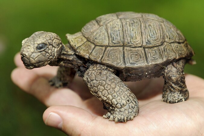 De 'dode' schildpad.