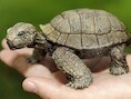 De 'dode' schildpad.