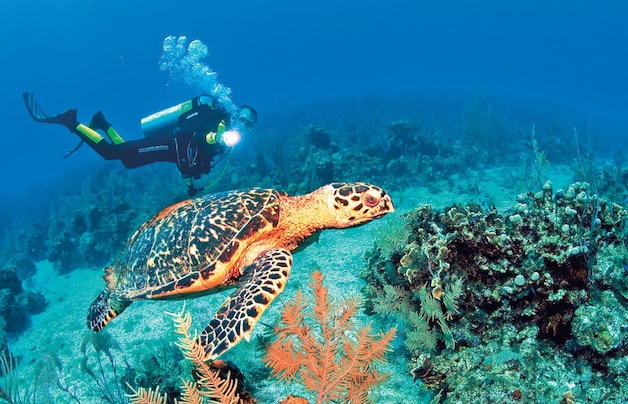 Curaçao is een onderwaterparadijs. Tijdens je duik kom je bijvoorbeeld deze zeeschildpad, een 'hawksbill turle', tegen.