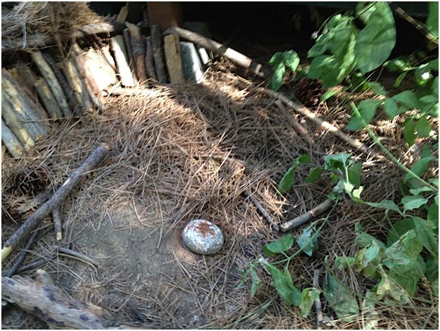 Waar de kinderen speelden, net naast de mogelijk besmette tent. Hier zouden de hertmuizen een nest kunnen hebben.