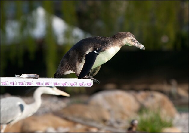 De pinguïns mogen nu al van de Spelen genieten. In de Londense zoo kregen ze hun eigen duikplank.