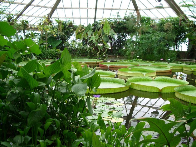 Ga op plantensafari in de Plantentuin van Meise.