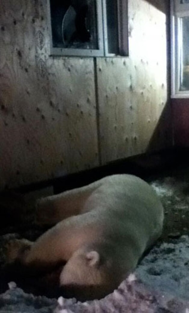 De beer die Natar Ungalaaq schoot: "shot and killed this polar bear that was looking right into my cabin".