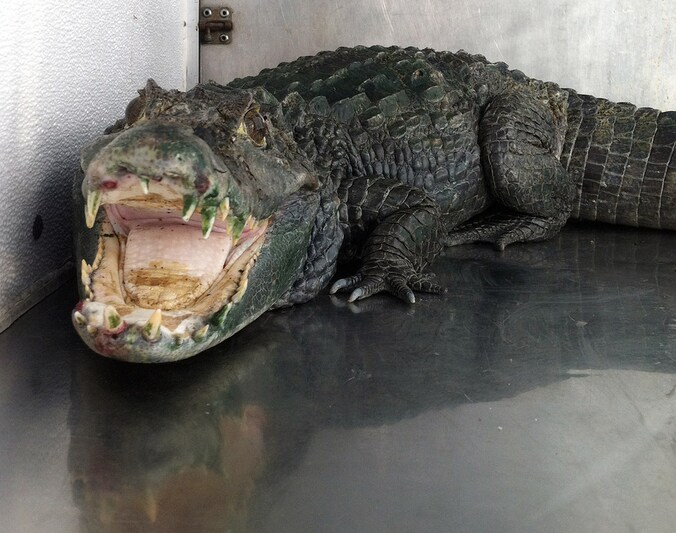 De alligator Mister Teeth moest de drugsvoorraad van zijn baas bewaken.