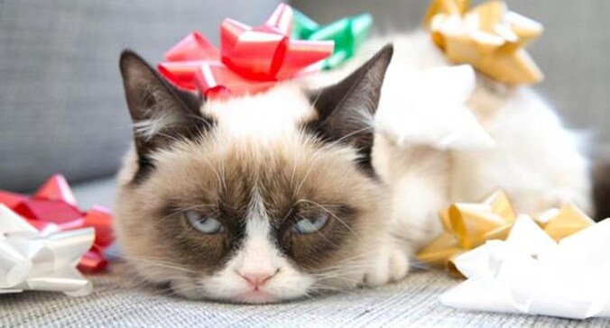 Grumpy Cat