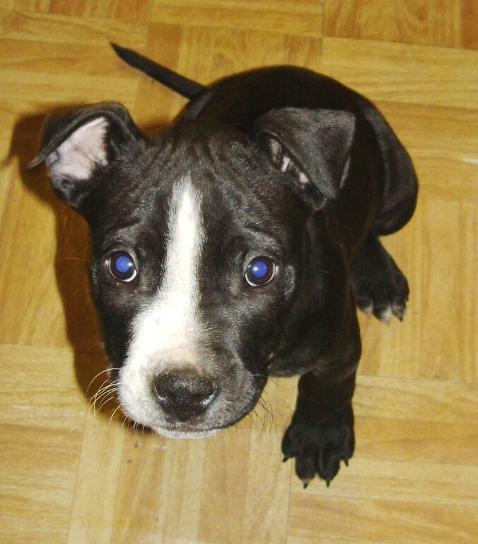 De hond, een Staffordshireterriër zoals op deze foto, bestreed de kater door veel te slapen en veel te eten.