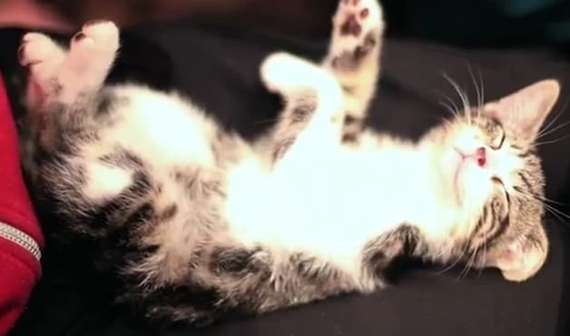 Eens Loki had kennisgemaakt met Harley, voelde ze zich zelfzeker genoeg om op haar rug wat te spinnen... © Videostill YouTube.
