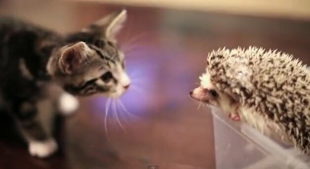 © Videostill YouTube.